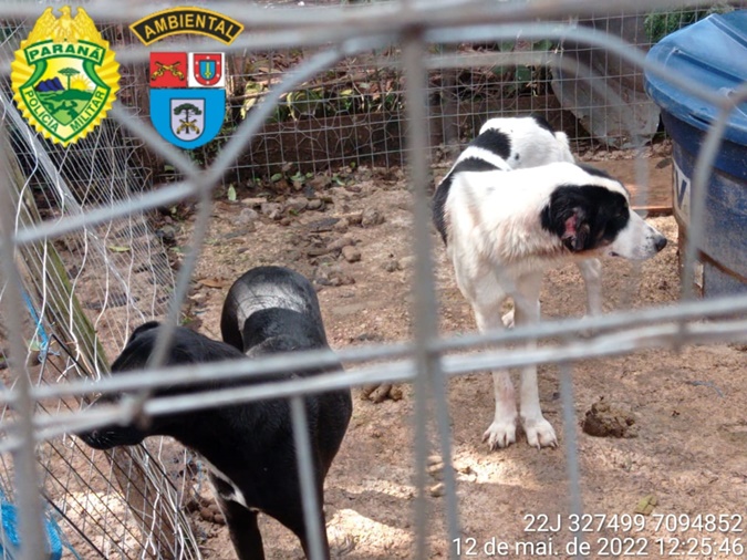 Polícia resgata 25 cães em situação de maus tratos em Pato Branco